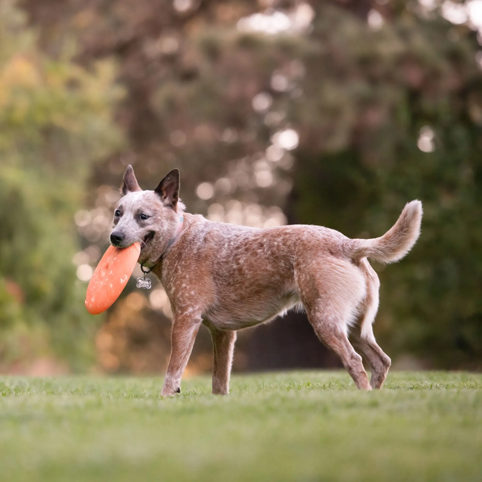 P.L.A.Y. ZoomieRex Disc Dog Toy - Orange